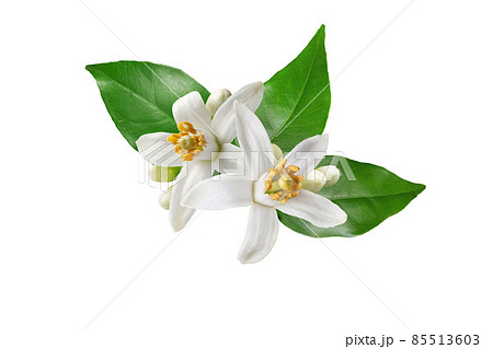 Orange tree white flowers isolated on white Orange tree white flowers isolated on white 85513603