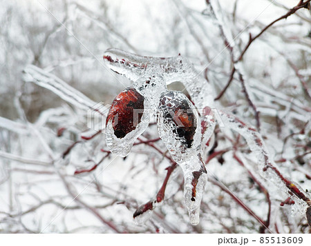 Rose hip with red berries covered with ice on winter background 85513609