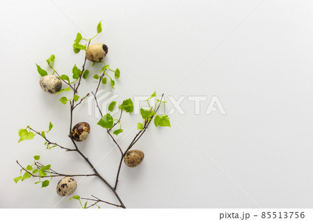 Easter concept with birch branch and eggs Easter concept with birch branch and eggs 85513756