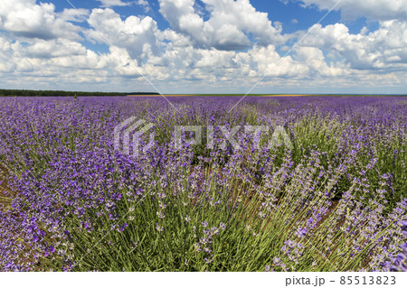 violet lavender field 85513823