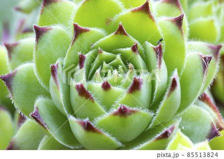 Sempervivum tectorum 85513824