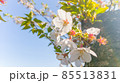 終わりかけの桜の花 85513831