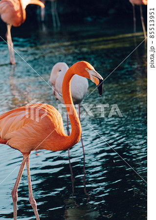 フラミンゴ 85513951
