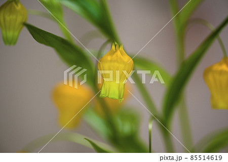 黄色いサンダーソニアの花が咲いています 学名はsandersoniaです の写真素材