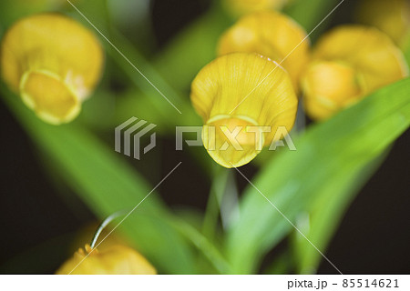 黄色いサンダーソニアの花が咲いています 学名はsandersoniaです の写真素材