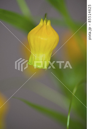 黄色いサンダーソニアの花が咲いています 学名はsandersoniaです の写真素材