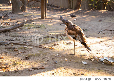 夕焼けの中たたずむオーストラリアイシチドリ 85514676