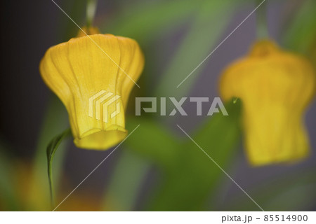 黄色いサンダーソニアの花が咲いています。学名はSandersoniaです。 黄色いサンダーソニアの花が咲いています。学名はSandersoniaです。 85514900