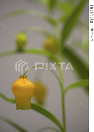 黄色いサンダーソニアの花が咲いています 学名はsandersoniaです の写真素材