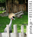 A portrait of Grey crowned crane Balearica regulorum with its stiff golden feathers on head looking at camera. 85515581