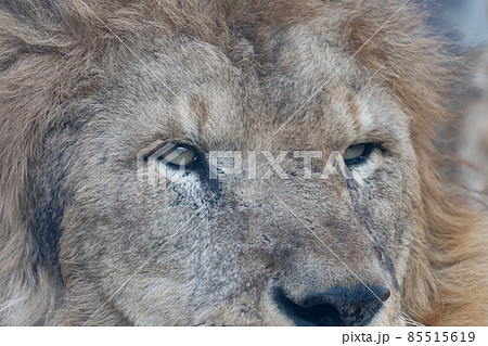 ライオン　クローズアップ 85515619