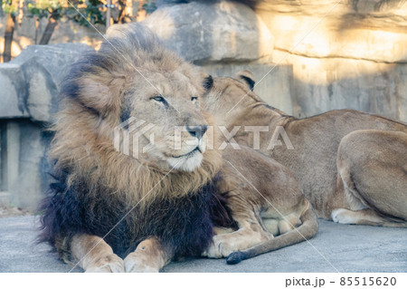 動物園　ライオン 85515620
