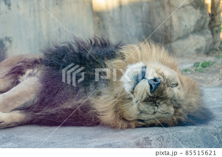 東武動物公園 寝ているライオン 東武動物公園 寝ているライオン 85515621