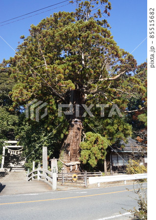 大國魂神社 85515682