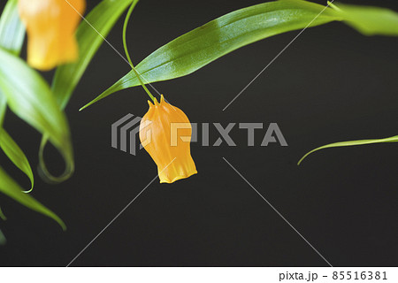 黄色いサンダーソニアの花が咲いています。学名はSandersoniaです。 黄色いサンダーソニアの花が咲いています。学名はSandersoniaです。 85516381