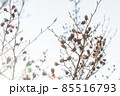 冬枯れの木と枝 85516793