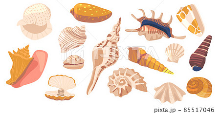 Set of Seashell and Coral Sea Beach Marine Snail, Clam and Conch, Mollusk, Shellfish, Scallop and Cockleshell, Nautilus 85517046