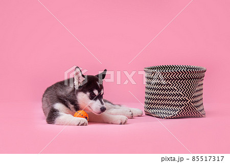 Pets theme studio shot. A teenager female dog of the Siberian Husky breed on a pink background. Funny black and white dog less than one year old on a colored background. Cute funny animals babies 85517317