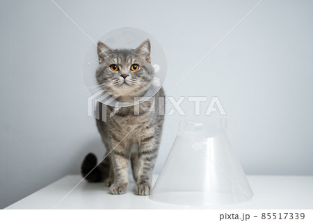 Scottish straight gray cat in veterinary plastic cone on head at recovery after surgery posing in animal clinic. Animal healthcare. Pet in funnel posing on examination table at veterinary hospital Scottish straight gray cat in veterinary plastic cone on head at recovery after surgery posing in animal clinic. Animal healthcare. Pet in funnel posing on examination table at veterinary hospital 85517339