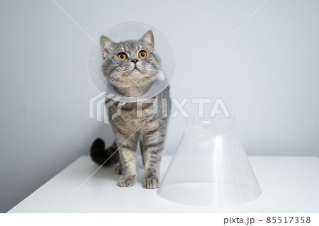 Gray Scottish Straight cat with yellow eyes in medical collar poses in studio on gray background. Elizabethan collar. Domestic cat in protective collar after surgery on examination table in clinic Gray Scottish Straight cat with yellow eyes in medical collar poses in studio on gray background. Elizabethan collar. Domestic cat in protective collar after surgery on examination table in clinic 85517358