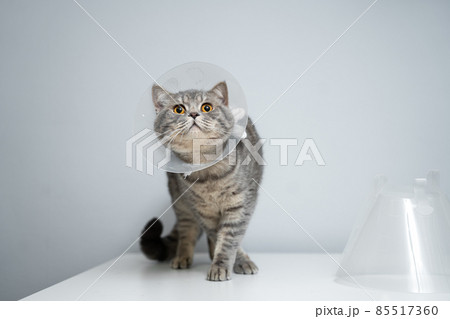 Portrait gray British cat wears collar to restore cone for pets after surgery, safety of wound healing against bite and licking wounds on gray background. Scottish Straight cat wearing funnel collar Portrait gray British cat wears collar to restore cone for pets after surgery, safety of wound healing against bite and licking wounds on gray background. Scottish Straight cat wearing funnel collar 85517360