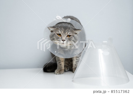 Gray Scottish Straight cat with yellow eyes in medical collar poses in studio on gray background. Elizabethan collar. Domestic cat in protective collar after surgery on examination table in clinic Gray Scottish Straight cat with yellow eyes in medical collar poses in studio on gray background. Elizabethan collar. Domestic cat in protective collar after surgery on examination table in clinic 85517362