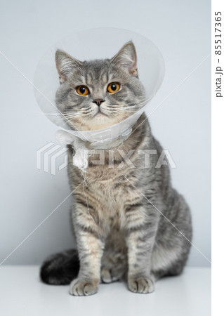 Plastic protective collar for animal on cat of British breed posing in studio. Recovery collar method of preventing animals from aggravating healing wound. Portrait scottish cat in veterinary collar 85517365