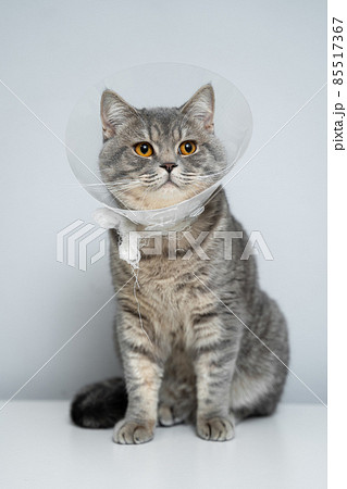 Gray Scottish Straight cat with yellow eyes in medical collar poses in studio on gray background. Elizabethan collar. Domestic cat in protective collar after surgery on examination table in clinic 85517367