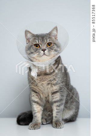 Scottish straight gray cat in veterinary plastic cone on head at recovery after surgery posing in animal clinic. Animal healthcare. Pet in funnel posing on examination table at veterinary hospital 85517368