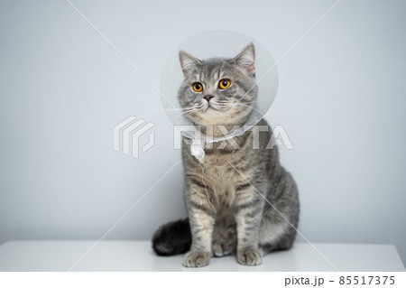 Scottish straight gray cat in veterinary plastic cone on head at recovery after surgery posing in animal clinic. Animal healthcare. Pet in funnel posing on examination table at veterinary hospital 85517375