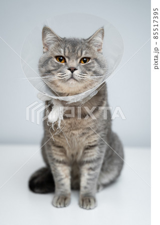 Plastic protective collar for animal on cat of British breed posing in studio. Recovery collar method of preventing animals from aggravating healing wound. Portrait scottish cat in veterinary collar Plastic protective collar for animal on cat of British breed posing in studio. Recovery collar method of preventing animals from aggravating healing wound. Portrait scottish cat in veterinary collar 85517395