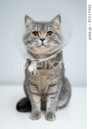 Portrait gray British cat wears collar to restore cone for pets after surgery, safety of wound healing against bite and licking wounds on gray background. Scottish Straight cat wearing funnel collar 85517402