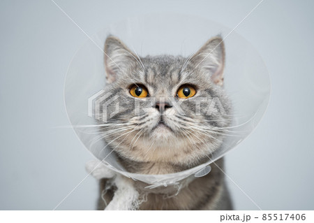 Scottish straight gray cat in veterinary plastic cone on head at recovery after surgery posing in animal clinic. Animal healthcare. Pet in funnel posing on examination table at veterinary hospital Scottish straight gray cat in veterinary plastic cone on head at recovery after surgery posing in animal clinic. Animal healthcare. Pet in funnel posing on examination table at veterinary hospital 85517406