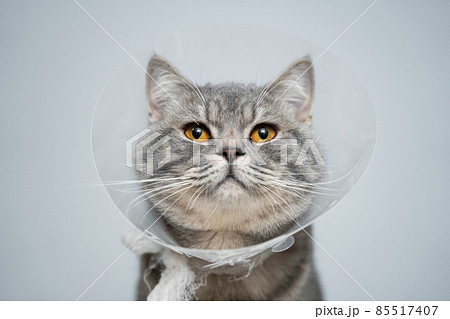 Portrait gray British cat wears collar to restore cone for pets after surgery, safety of wound healing against bite and licking wounds on gray background. Scottish Straight cat wearing funnel collar Portrait gray British cat wears collar to restore cone for pets after surgery, safety of wound healing against bite and licking wounds on gray background. Scottish Straight cat wearing funnel collar 85517407