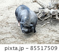 lazy male wild boar, standing fierceful on a meadow in summer 85517509