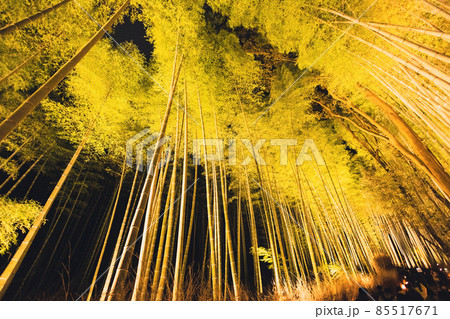 幻想的にライトアップされた嵐山 竹林の小径 幻想的にライトアップされた嵐山 竹林の小径 85517671