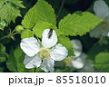 クサイチゴの花に留まるハナアブ 85518010