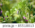 カラスノエンドウに留まるナナホシテントウの幼虫 85518013