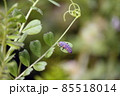 カラスノエンドウに留まるナナホシテントウの幼虫 85518014