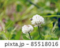 シロツメクサの花 85518016