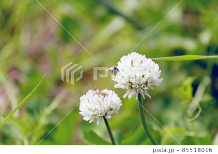 シロツメクサの花 シロツメクサの花 85518016