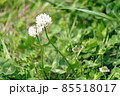 寄り添うように咲くシロツメクサの花 85518017