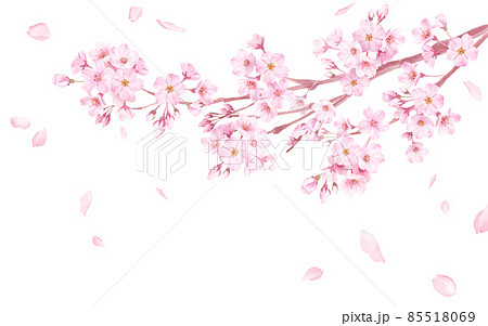 春の花 桜の花と散る花びらの水彩イラスト のイラスト素材