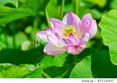上野 不忍池の美しい蓮の花 上野 不忍池の美しい蓮の花 85518407
