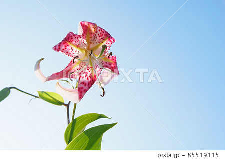 庭に咲く鹿の子百合の花 庭に咲く鹿の子百合の花 85519115