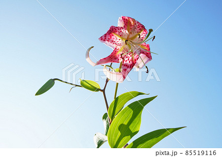 庭に咲く鹿の子百合の花 庭に咲く鹿の子百合の花 85519116