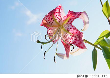 庭に咲く鹿の子百合の花 庭に咲く鹿の子百合の花 85519117
