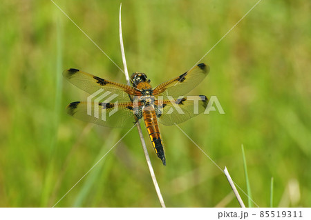 Closeup on the Four-spotted chaser dragonfly, Libellula quadrimaculata against a green background Closeup on the Four-spotted chaser dragonfly, Libellula quadrimaculata against a green background 85519311