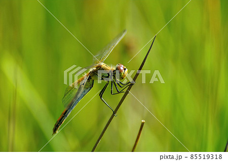 Closeup on a colorful female yellow-winged darter, Sympetrum flaveolum Closeup on a colorful female yellow-winged darter, Sympetrum flaveolum 85519318