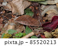 落ち葉に紛れるアケビコノハ 85520213